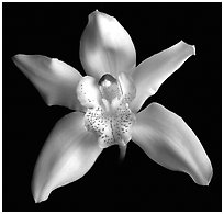 Cymbidium hybrid '2'. A hybrid orchid (black and white)