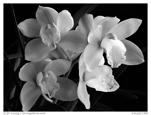 Cymbidium hybrid '21'. A hybrid orchid