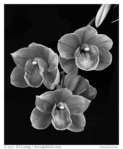 Cymbidium Devon Lord 'Viceroy'. A hybrid orchid
