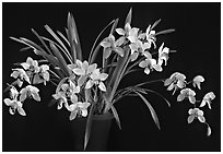 Cymbidium Rincon Lady 'Zita'. A hybrid orchid (black and white)