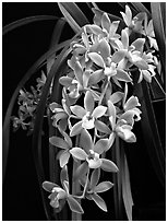 Cymbidium (Fifi x pumilum Album). A hybrid orchid (black and white)