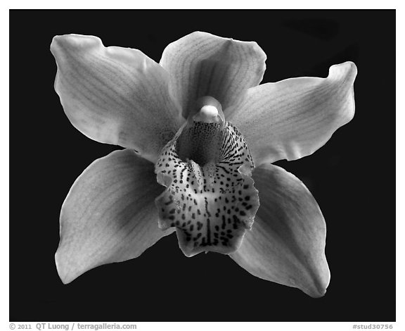 Cymbidium Astronaut 'Rajah' Flower. A hybrid orchid (black and white)