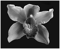 Cymbidium Astronaut 'Rajah' Flower. A hybrid orchid (black and white)