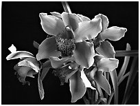 Cymbidium Astronaut 'Rajah'. A hybrid orchid (black and white)