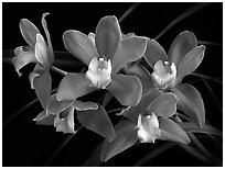 Cymbidium Baltic Sweetheart 'Sarah'. A hybrid orchid ( black and white)