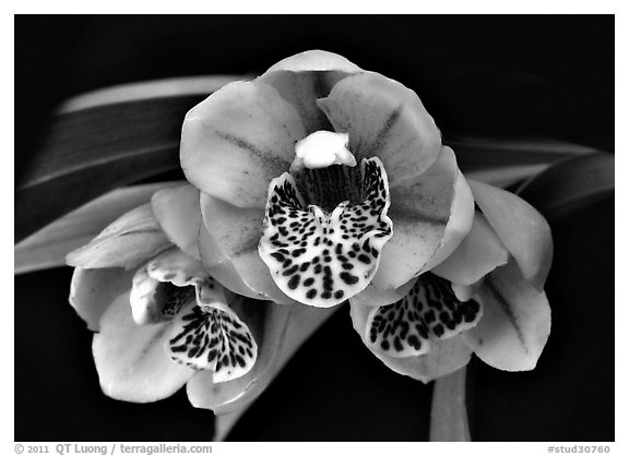 Cymbidium Be-Bop Delux 'Teeny Booper' Flower. A hybrid orchid