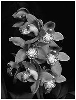 Cymbidium Big Deal 'Debbie'. A hybrid orchid (black and white)