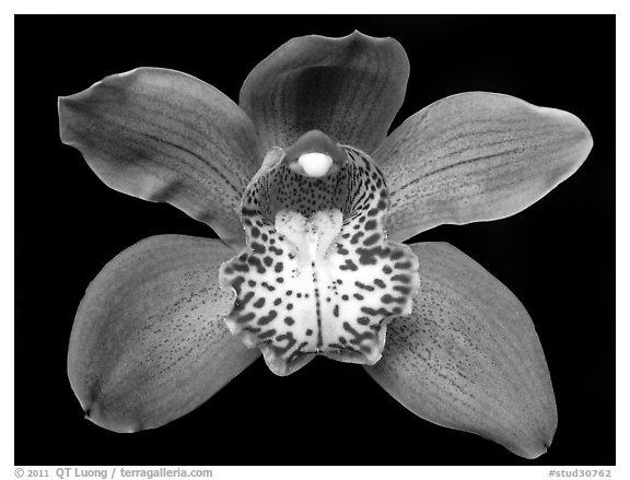 Cymbidium Big Deal 'Debbie' Flower. A hybrid orchid (black and white)