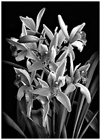 Cymbidium Cherry Blossom 'Profusion'. A hybrid orchid ( black and white)