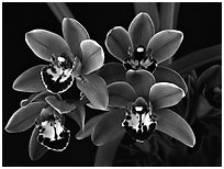 Cymbidium Cherry Cola 'Geyserland'. A hybrid orchid ( black and white)