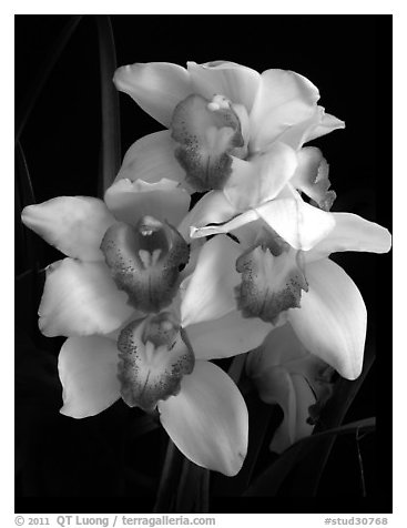 Cymbidium Cleo Sherman 'Danielle'. A hybrid orchid