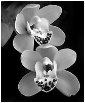 Cymbidium Dame Catherine 'Spring Day' Flower. A hybrid orchid ( black and white)