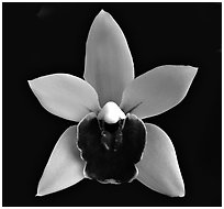 Cymbidium Devon Gala 'New Horizon' Flower. A hybrid orchid (black and white)