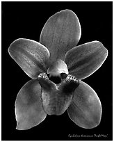 Cymbidium devonianum Flower.  A species orchid. A hybrid orchid (black and white)