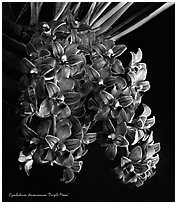 Cymbidium devonianum.  A species orchid. A hybrid orchid (black and white)