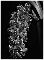 Cymbidium Dorothy Stockstill 'Forgotten Fruit'. A hybrid orchid (black and white)