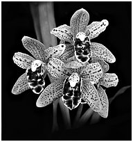 Cymbidium Dry Devon 'Meadow'. A hybrid orchid (black and white)