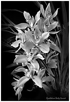 Cymbidium Early Harvest. A hybrid orchid (black and white)