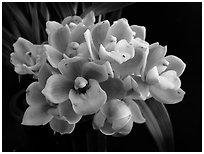 Cymbidium Cymbidium Eatern Wind. A hybrid orchid ( black and white)