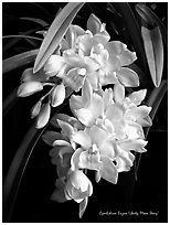 Cymbidium Enzan Liberty 'Moon Story'. A hybrid orchid (black and white)