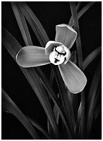 Cymbidium goeringii.  A species orchid.. A hybrid orchid ( black and white)