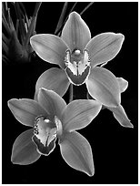 Cymbidium Helen Tangcay. A hybrid orchid (black and white)