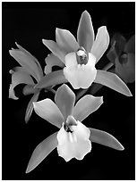 Cymbidium Hold That Tiger. A hybrid orchid (black and white)