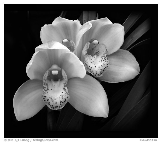 Cymbidium Hybrid '18'. A hybrid orchid (black and white)