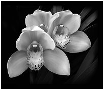 Cymbidium Hybrid '18'. A hybrid orchid (black and white)