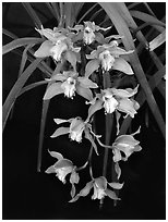 Cymbidium Hybrid '11'. A hybrid orchid (black and white)