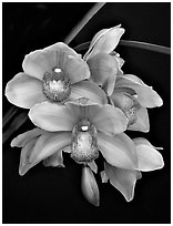 Cymbidium Hybrid '9'. A hybrid orchid (black and white)