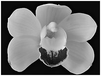 Cymbidium Hybrid. A hybrid orchid (black and white)