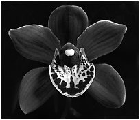 Cymbidium Khaipour 'Pala Pala' Flower. A hybrid orchid (black and white)
