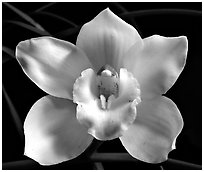 Lionello 'Coldsprings' Flower. A hybrid orchid (black and white)