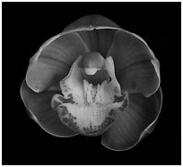 Cymbidium Lucky Gloria 'Fukunokami'. A hybrid orchid ( black and white)