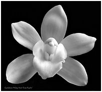 Cymbidium Melody Heart 'Snow Ripples' Flower. A hybrid orchid (black and white)