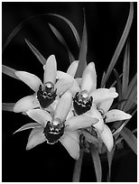 Cymbidium Memoria Athalie Elizabeth. A hybrid orchid ( black and white)