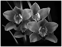 Cymbidium Mighty Margaret 'Wainakea Orange'. A hybrid orchid (black and white)