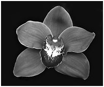 Cymbidium Mighty Sunset 'Annabelle' Flower. A hybrid orchid ( black and white)