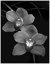 Cymbidium Mighty Sunset 'Annabelle'. A hybrid orchid ( black and white)
