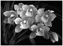 Cymbidium Mini Sarah 'The Queen'. A hybrid orchid (black and white)