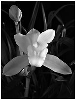 Cymbidium Oriental Elf 'Elegant'. A hybrid orchid (black and white)