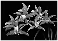 Cymbidium Pepper's Fire 'Fiesta' Flower. A hybrid orchid (black and white)