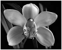 Cymbidium Peter Dawson 'Granadier'. A hybrid orchid (black and white)