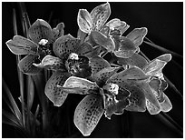 Cymbidium Cymbidium Pinata. A hybrid orchid (black and white)