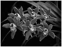 Cymbidium Pipeta 'Magenta'. A hybrid orchid (black and white)