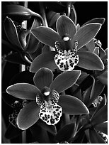 Cymbidium Pipeta 'Royal Gem' Flower. A hybrid orchid ( black and white)