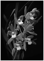 Cymbidium pumilum semi album.  A species orchid.. A hybrid orchid ( black and white)