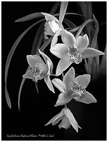 Radiant Beam 'Mother's Love'. A hybrid orchid (black and white)
