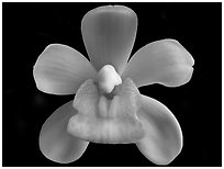 Sarah Jean 'Ice Cascades' Flower. A hybrid orchid ( black and white)